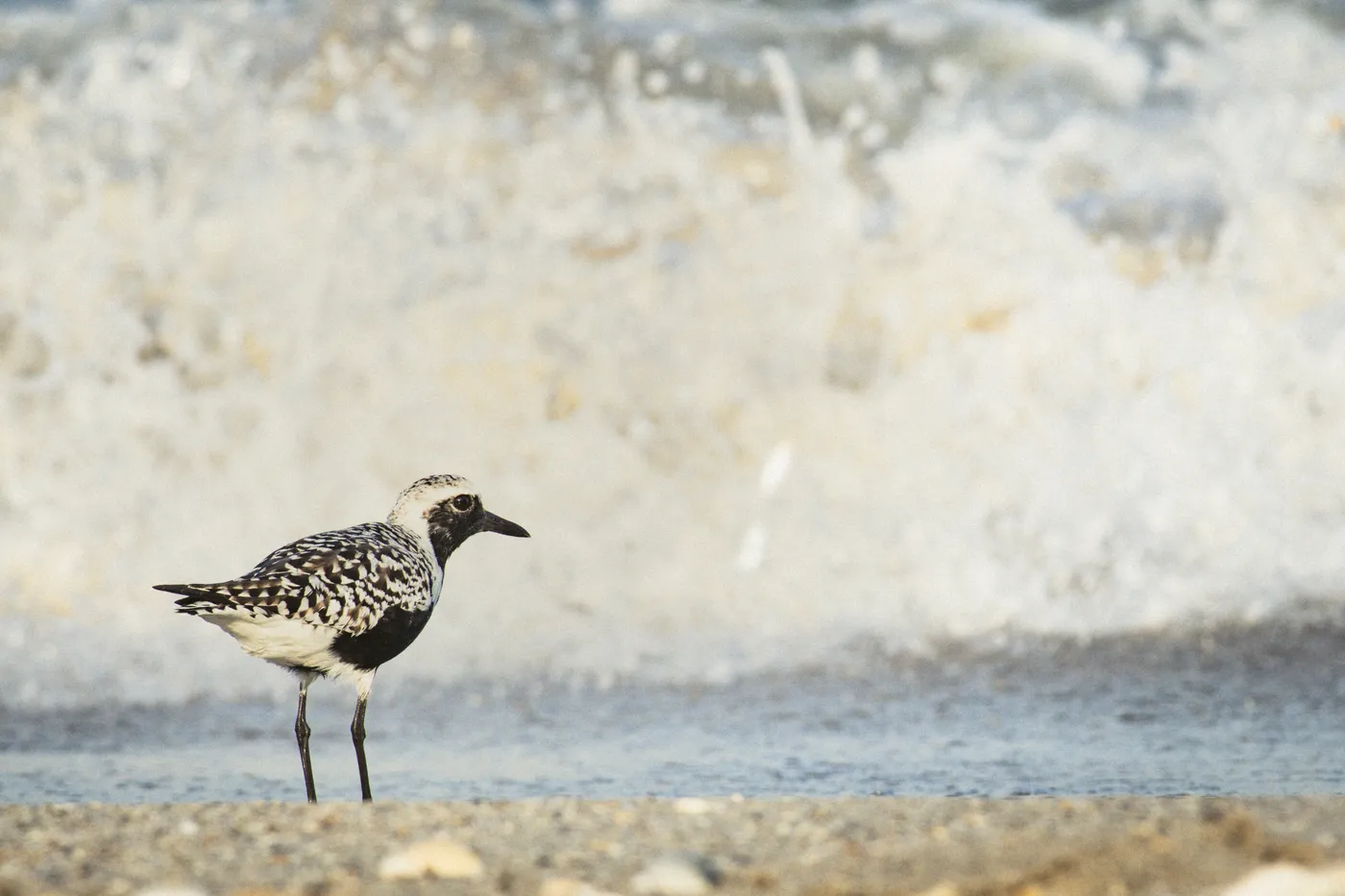 Beach Bird