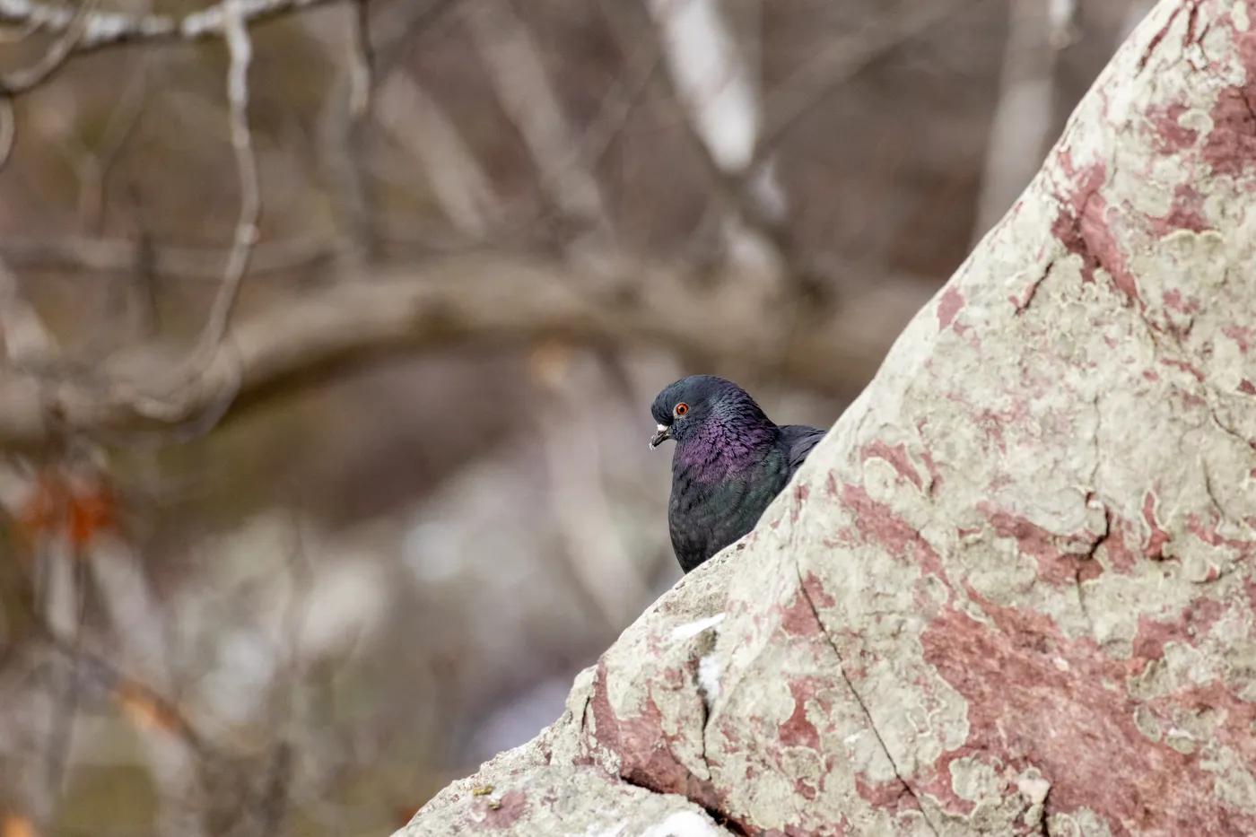Rock Dove