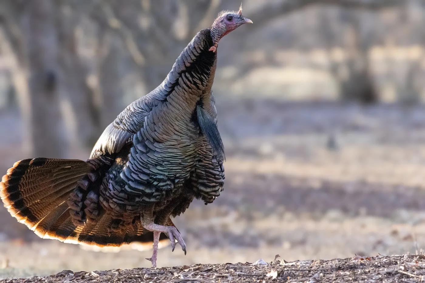 Turkey